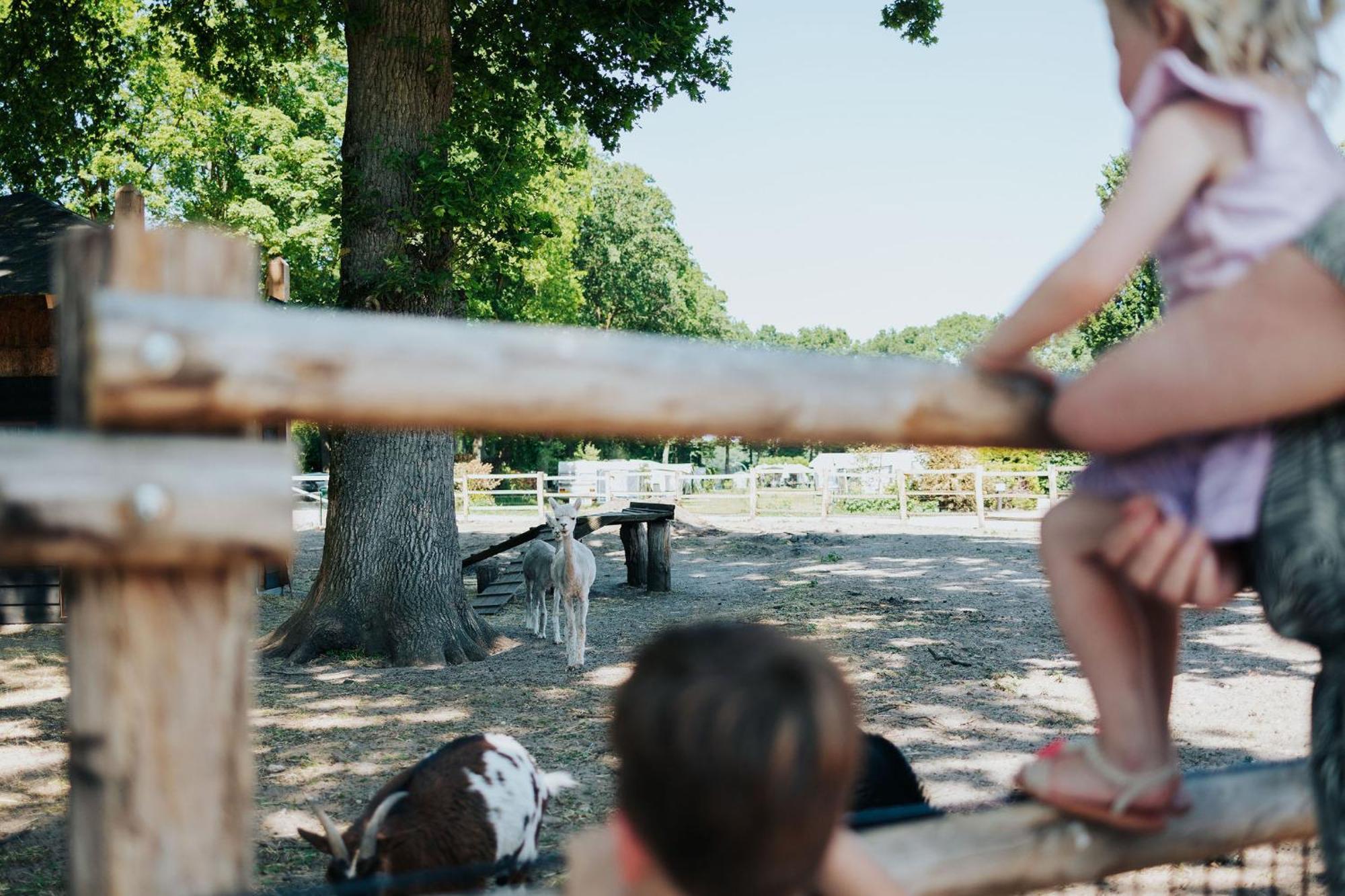 Sfeervolle Blokhut Met Fijne Buitenruimte @ Veluwe Epe Exteriör bild
